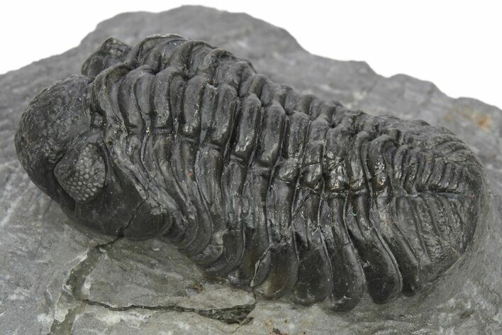 Phacopid (Adrisiops) Trilobite - Jbel Oudriss, Morocco #243892